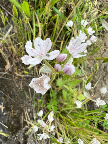 Glassy onion (Allium hyalinum)