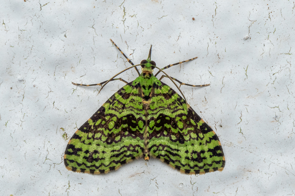 Tristeirometa mesogrammata