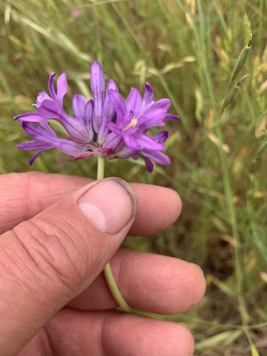 Image of Dichelostemma multiflorum by no rights reserved