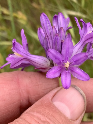 Image of Round-Tooth Ookow (Dichelostemma multiflorum) by no rights reserved