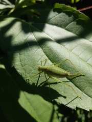 Poecilimon schmidtii