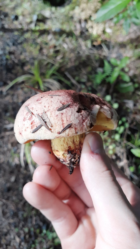Boletus leptospermi