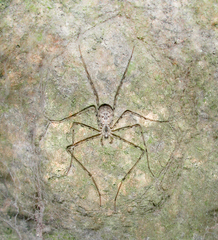 Hypochilus petrunkevitchi