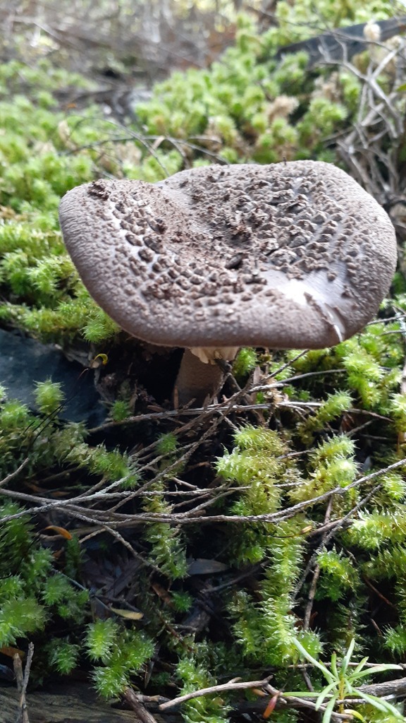 Amanita nothofagi · April 2025 · photo: © aardvark04 (iNaturalist, cc0)