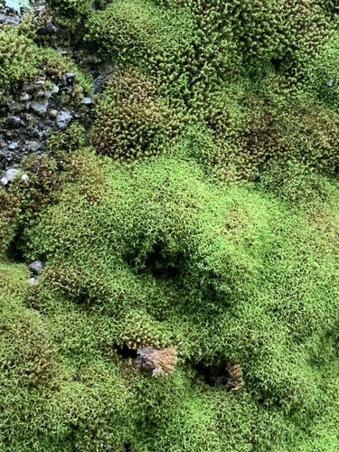 Amphidium californicum observed 2025-04-25