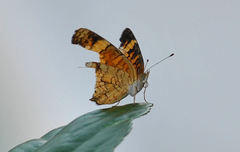 Phyciodes tharos