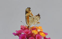 Phyciodes tharos