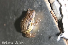 Scinax nasicus