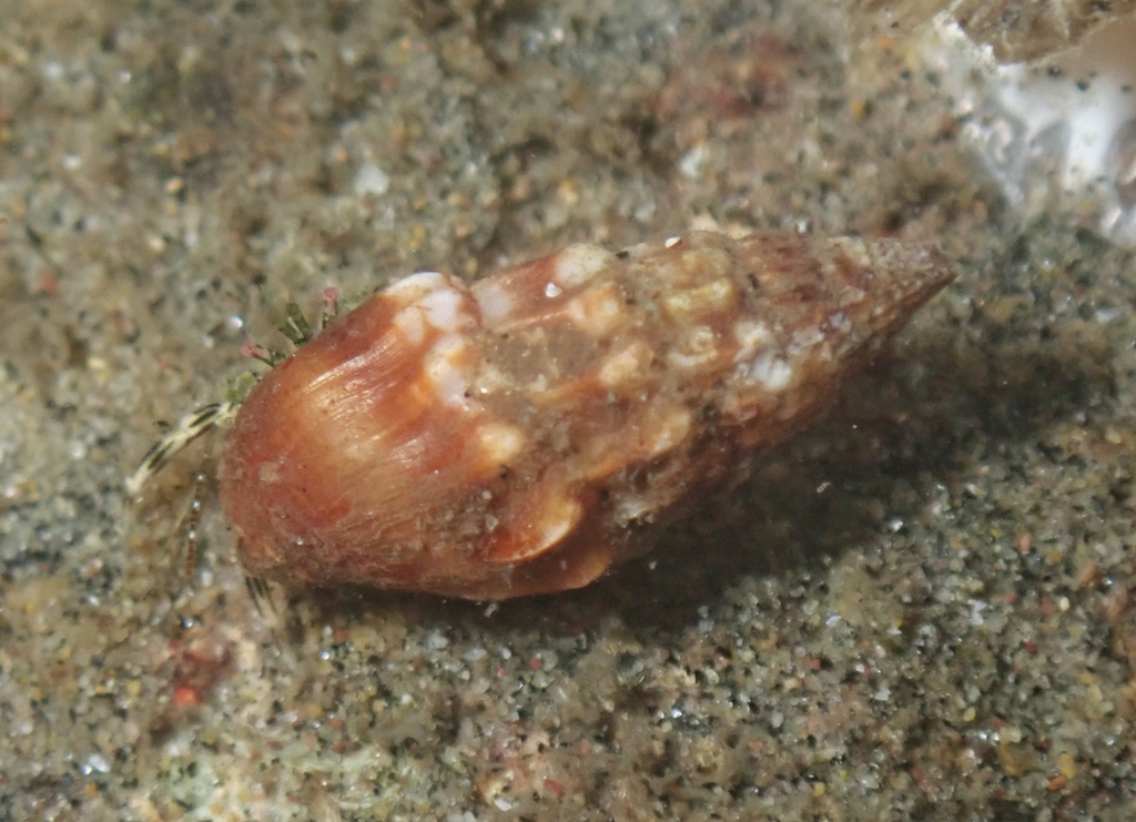 Anachis scalarina