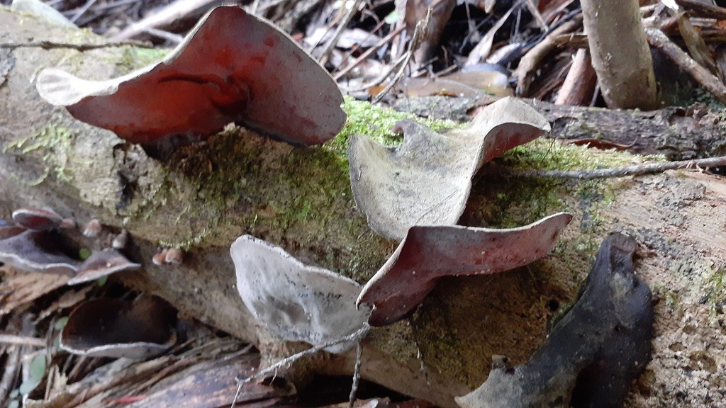 Auricularia cornea · April 2025 · photo: © aardvark04 (iNaturalist, cc0)