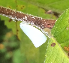Flatormenis proxima