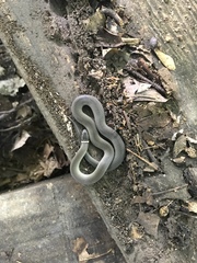 Diadophis punctatus stictogenys