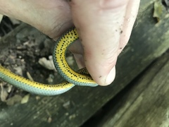 Diadophis punctatus stictogenys
