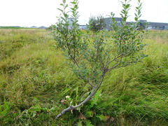 Salix lanata