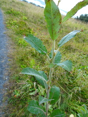 Salix lanata