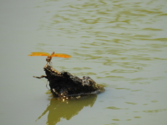 Perithemis tenera