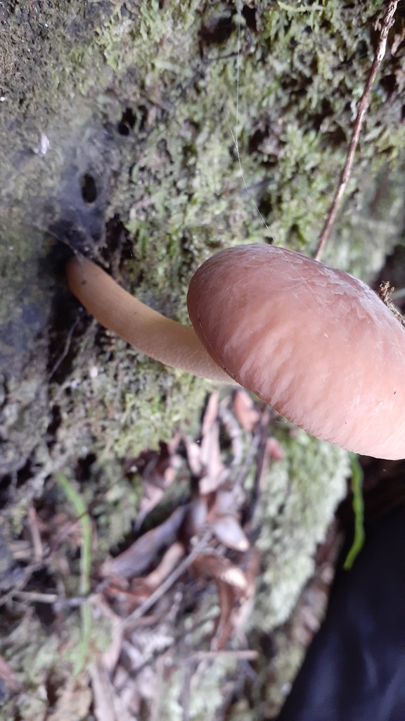 Cyclocybe parasitica · April 2025 · photo: © aardvark04 (iNaturalist, cc0)