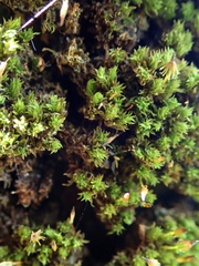 Macromitrium ramsayae