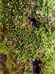 Macromitrium ramsayae