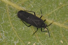 Ofellus mexicanus