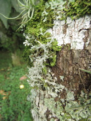 Leucodermia guzmaniana