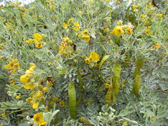 Senna artemisioides coriacea