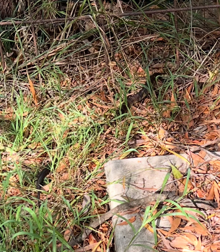 Tiger Snake sighting