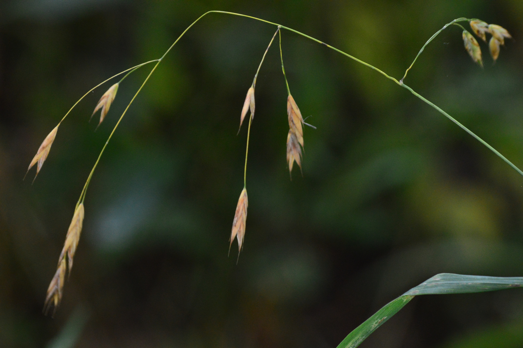 Bromus latiglumis