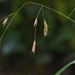 Broad-glumed Brome - Photo (c) Mark Kluge, some rights reserved (CC BY-NC), uploaded by Mark Kluge