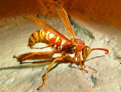 Polistes apachus texanus
