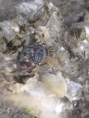 Pagurus hirsutiusculus