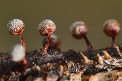 Physarum pusillum