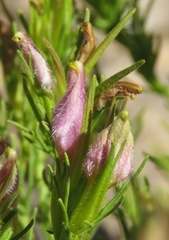 Cordylanthus wrightii wrightii