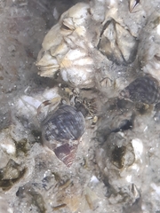 Pagurus hirsutiusculus