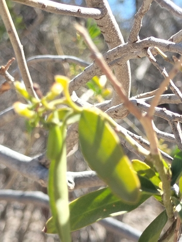 Image of Vallesia glabra by no rights reserved