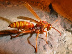 Polistes apachus texanus