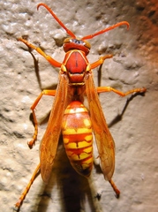 Polistes apachus texanus