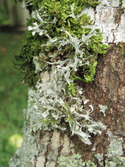 Leucodermia guzmaniana