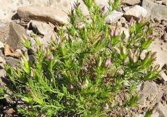 Cordylanthus wrightii wrightii