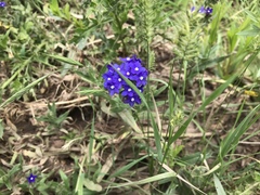 Anchusa officinalis