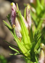 Cordylanthus wrightii wrightii