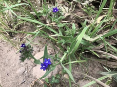Anchusa officinalis