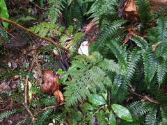 Leptolepia novae-zelandiae