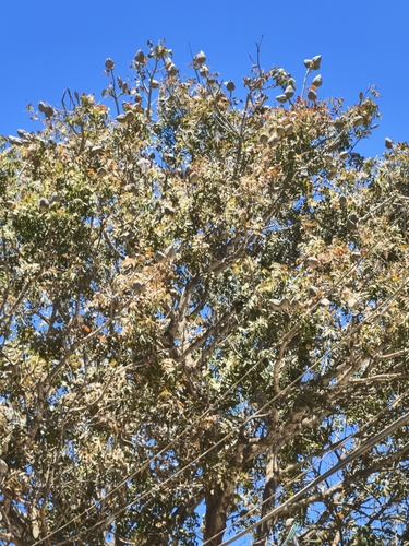 Image of Swietenia humilis by no rights reserved