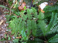 Leptolepia novae-zelandiae