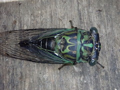Neotibicen linnei