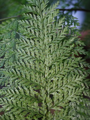 Leptolepia novae-zelandiae