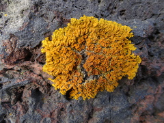 Xanthoria parietina