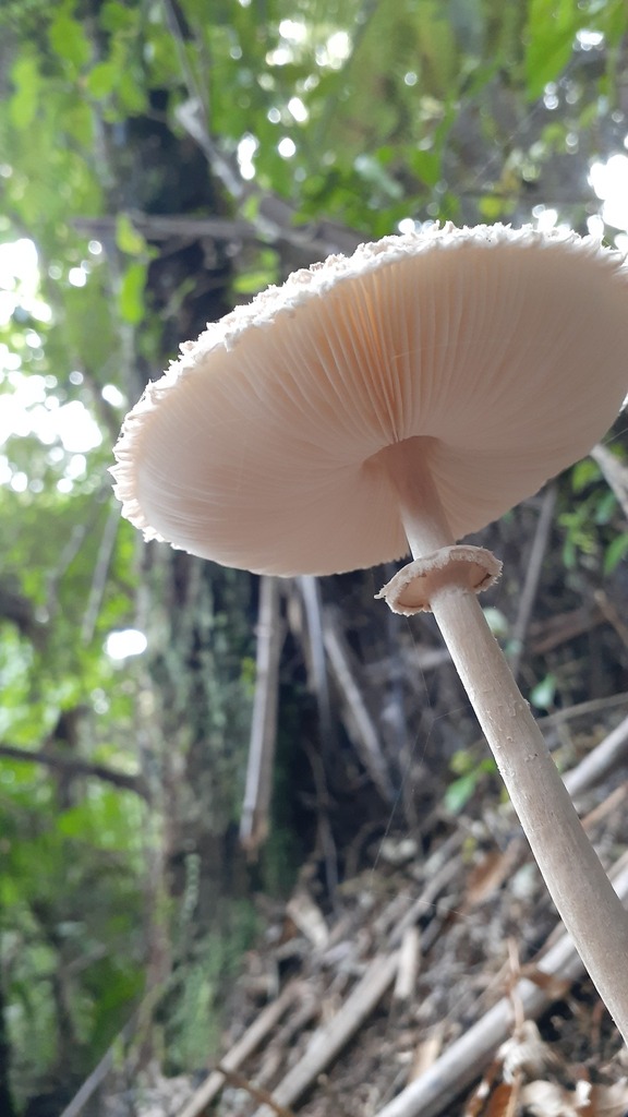 Macrolepiota clelandii · April 2025 · photo: © aardvark04 (iNaturalist, cc0)