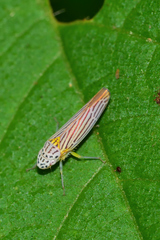 Graphocephala aurora